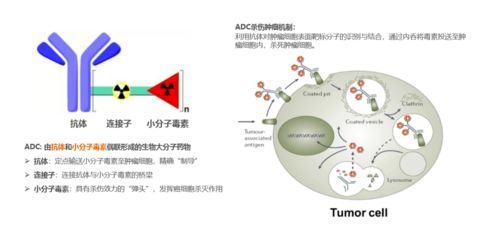 共绘生物医药新蓝图 聚焦产业风口的生物药开发与技术热点