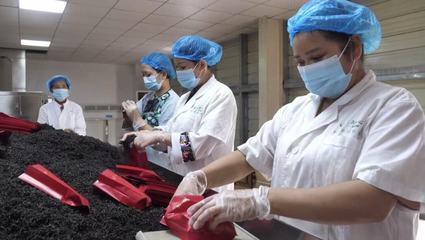 湘西古丈红茶 茶乡大地上的一张“红色”名片——软件开发与技术推广的赋能之路